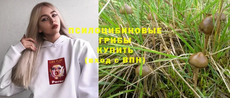 Псилоцибиновые грибы Psilocybe  продажа наркотиков  Судак 